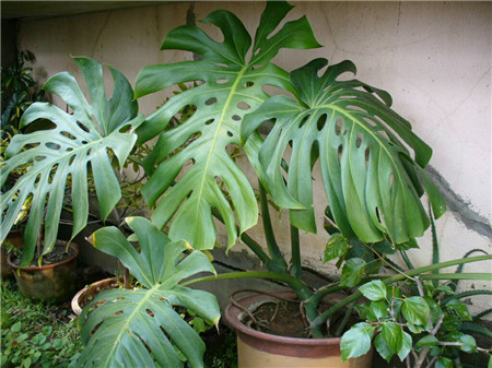 龟背竹叶子卷起来了