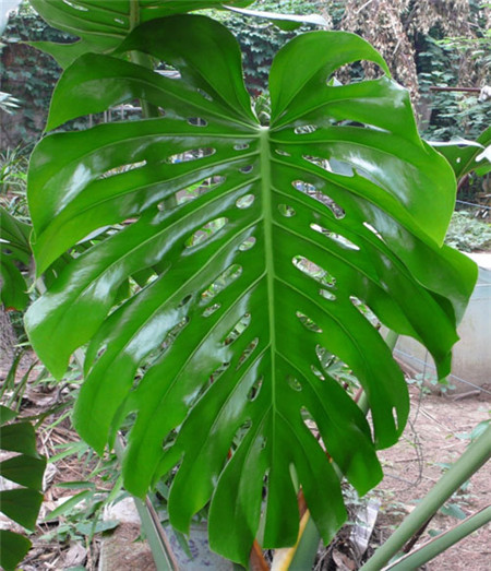 龟背竹叶子卷起来了