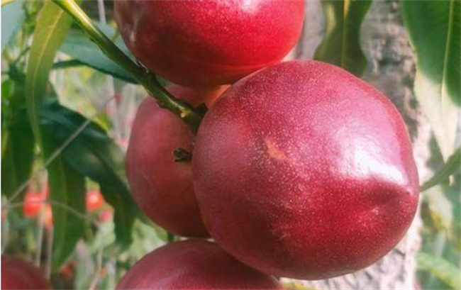 油桃是硬的还是软的