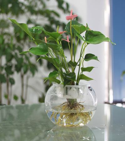 粉掌叶片发黄怎么办