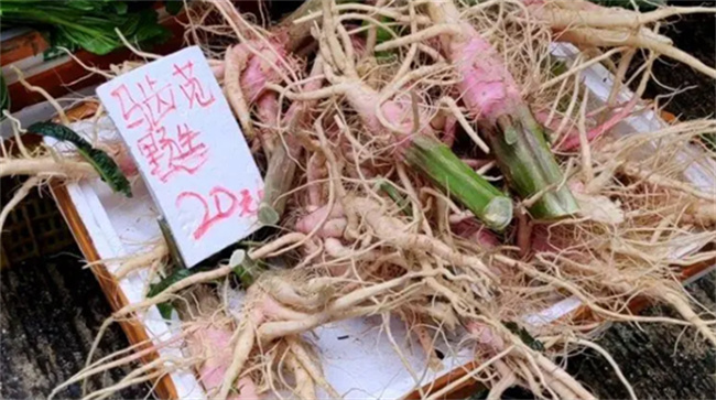 椿根皮的功效与作用及禁忌