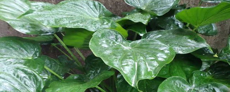 滴水观音可以露天养吗滴水观音观赏性好吗(滴水观音可以放室外养吗)