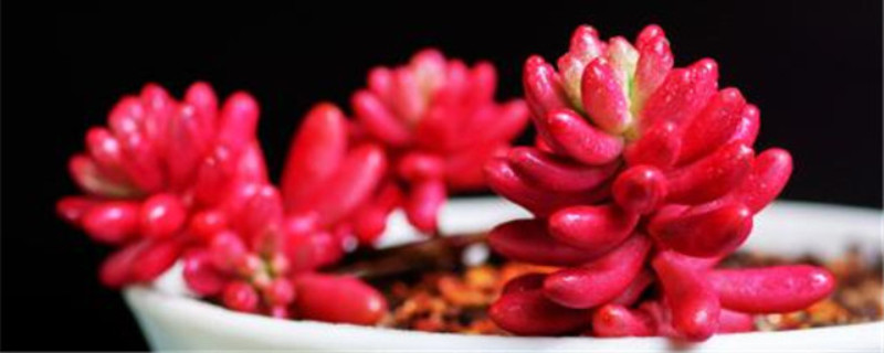 虹之玉春天怎么养(虹之玉好养活吗)