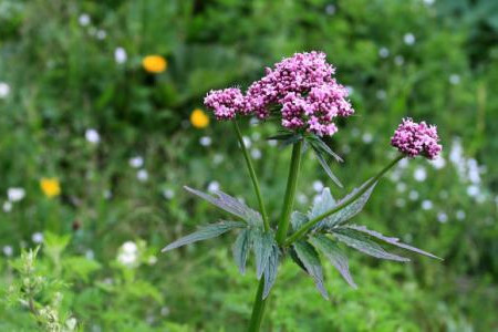 缬草的养殖方法和注意事项图片