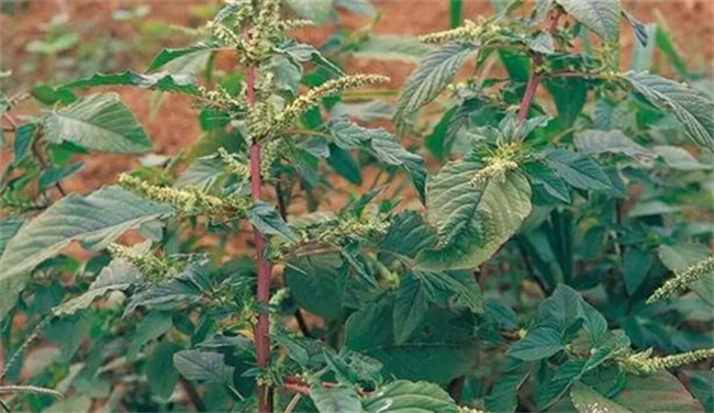 椿根皮的功效与作用及禁忌