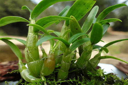 石斛掉叶子怎么办?