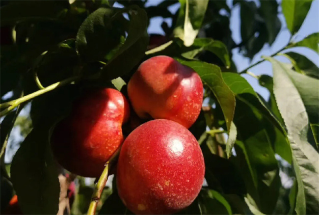 油桃是硬的还是软的