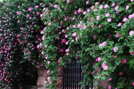 蔷薇花养多久开花