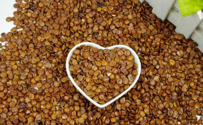 酸枣仁价格2023最新价格