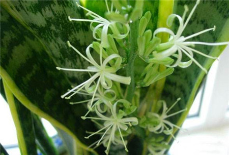 虎皮兰怎么施肥(虎皮兰施肥方法)