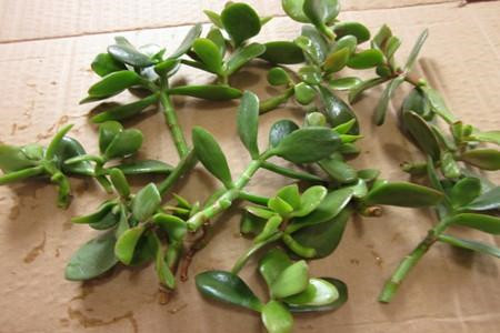 玉树的插扦方法视频