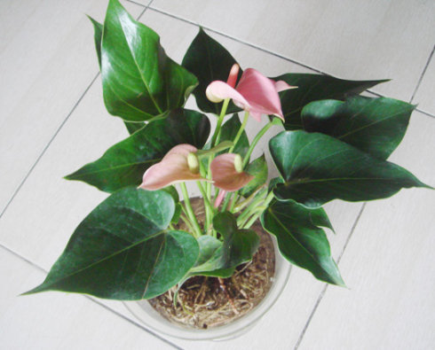 粉掌叶片发黄怎么办