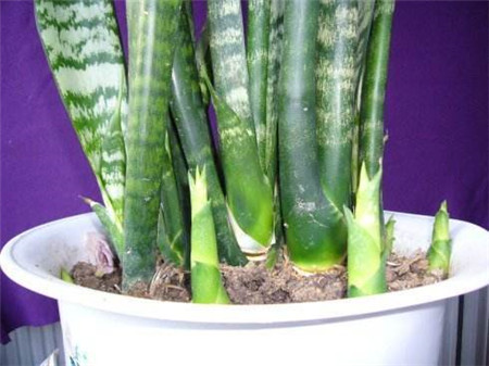 虎皮兰施肥方法