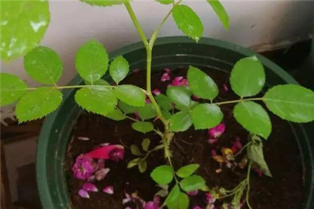 蔷薇花养多久开花