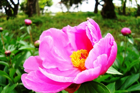 赤芍的功效与作用主要治什么病