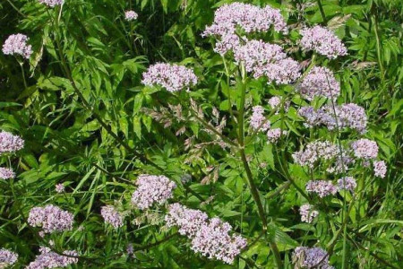 缬草的养殖方法和注意事项图片