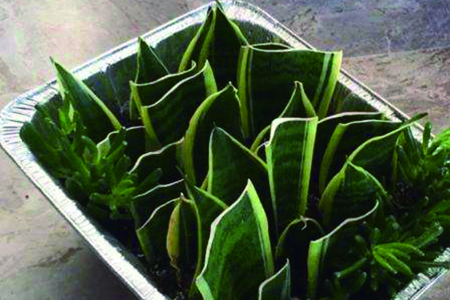 虎皮兰叶插繁殖方法和注意事项