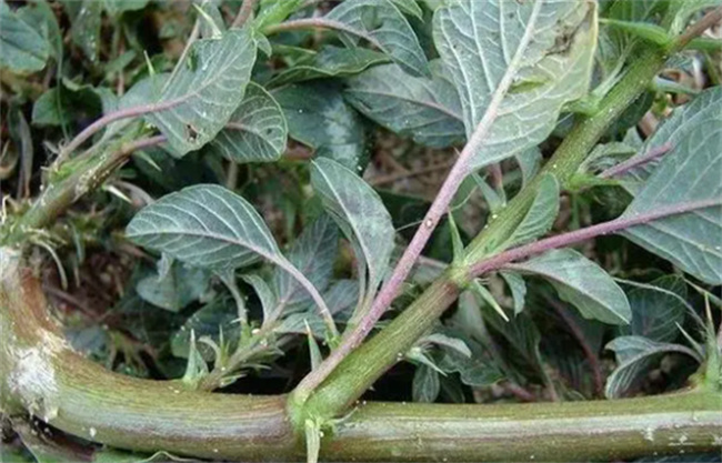 ​苋根的功效与作用苋根的副作用(椿根皮的功效与作用及禁忌)