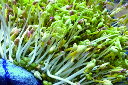 绿豆怎么发芽最快又好的建议