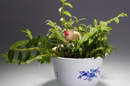 石斛掉叶子怎么办?