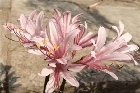 只有花无叶的花