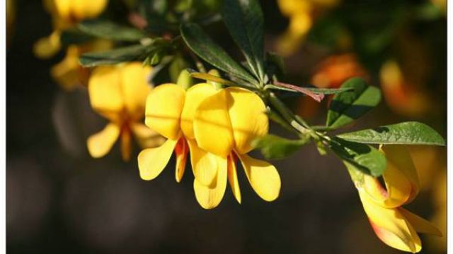 金雀花的养殖方法和注意事项(金雀花的养殖方法和注意事项视频)