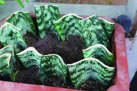 虎皮兰叶插繁殖方法和注意事项