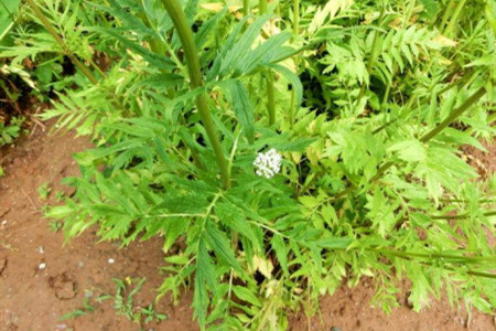 缬草的养殖方法和注意事项图片