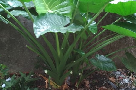 滴水观音可以放室外养吗