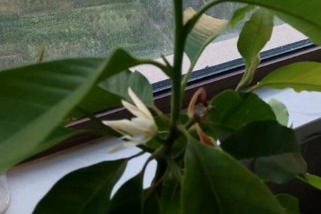 玉兰花蒸鸡蛋的作用