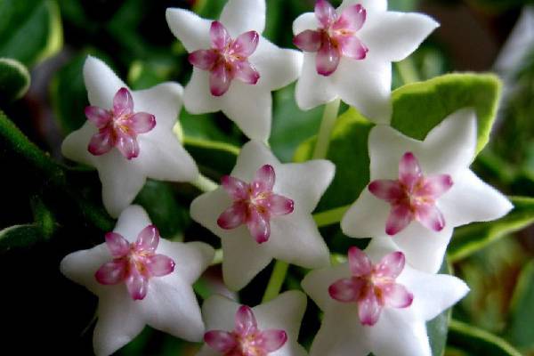 球兰怎么不开花(球兰不开花怎么回事)