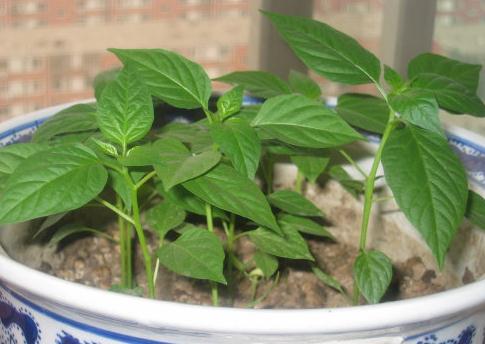 阳台种辣椒什么时候种