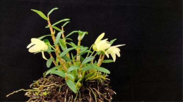 石斛掉叶子怎么办(石斛掉叶子怎么办?)