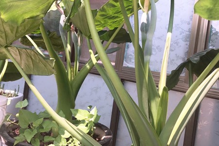 滴水观音可以放室外养吗