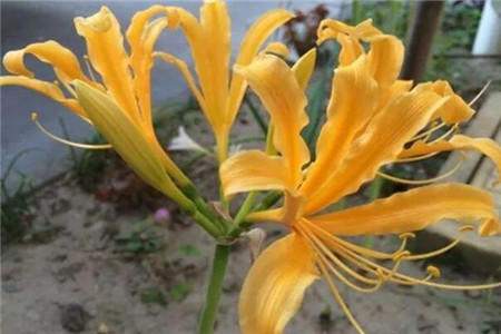 只有花无叶的花