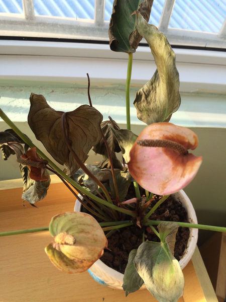 粉掌叶片发黄怎么办