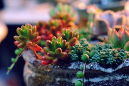 虹之玉好养活吗