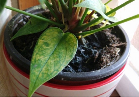 粉掌叶片发黄怎么办