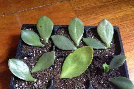 玉树的插扦方法视频