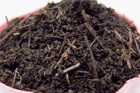 金凤花的养殖方法