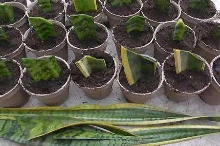 虎皮兰叶插繁殖方法和注意事项