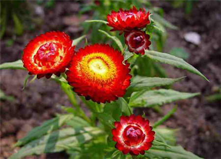 麦秆菊的种植方法