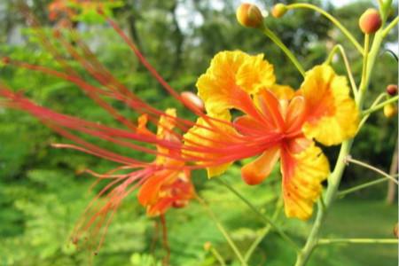 金凤花的养殖方法