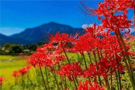 只有花无叶的花