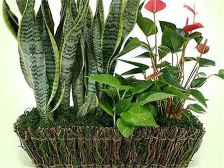 虎皮兰施肥方法