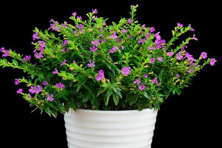 满天星盆栽浇水