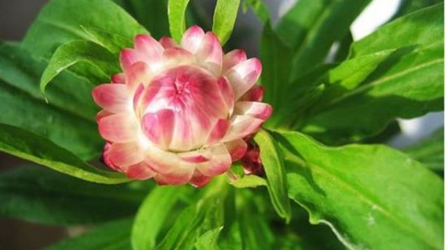 麦秆菊的四季养护方法(麦秆菊的种植方法)