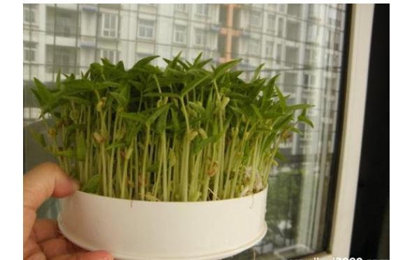 豆芽长绿叶还能吃吗豆芽冻了还能吃吗(豆芽长绿叶怎么回事)