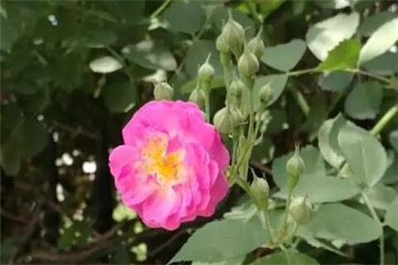 蔷薇花养多久开花