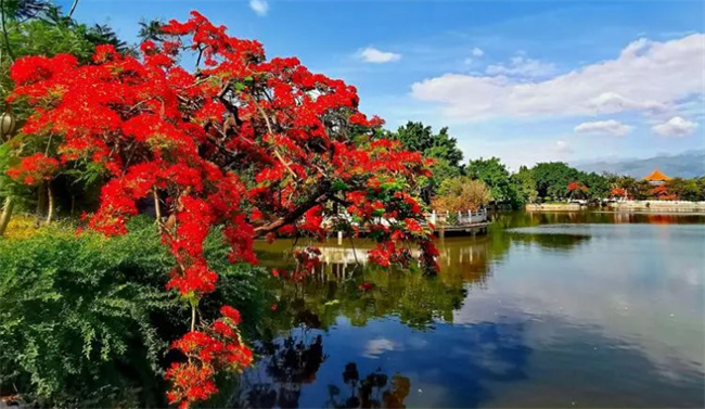 凤凰花的花语和寓意